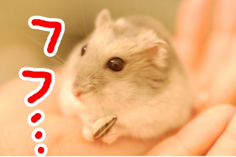 �v���~�A��